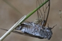 Zikade aus der Provence