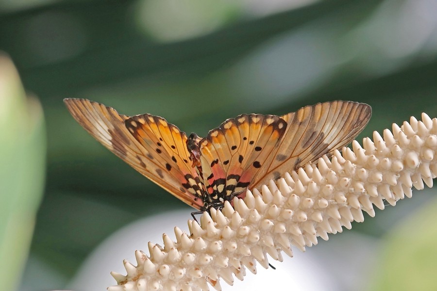 Acraea zetes