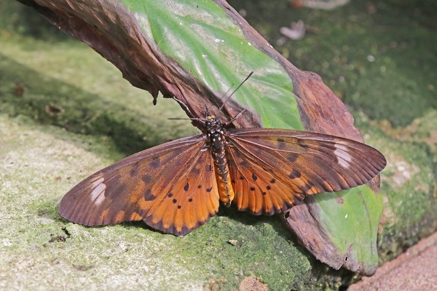 Acraea zetes