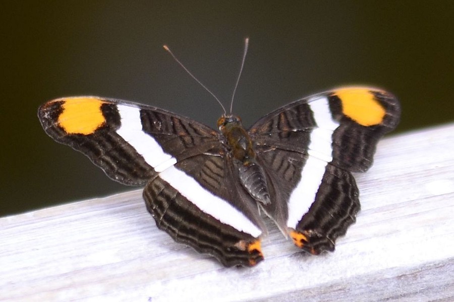 Adelpha fessonia