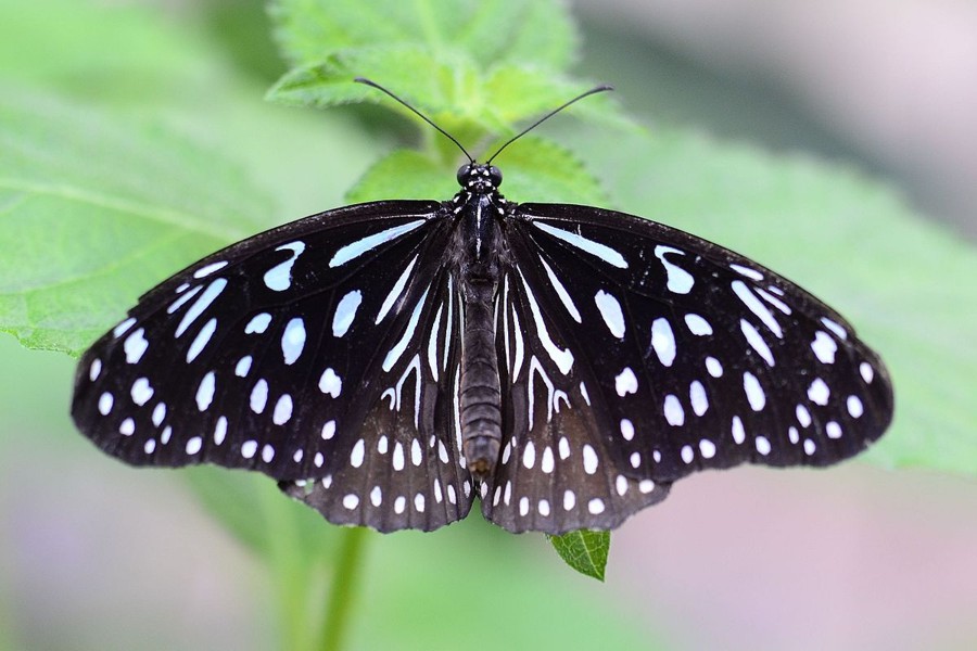 Afrikanischer Blauer Tiger