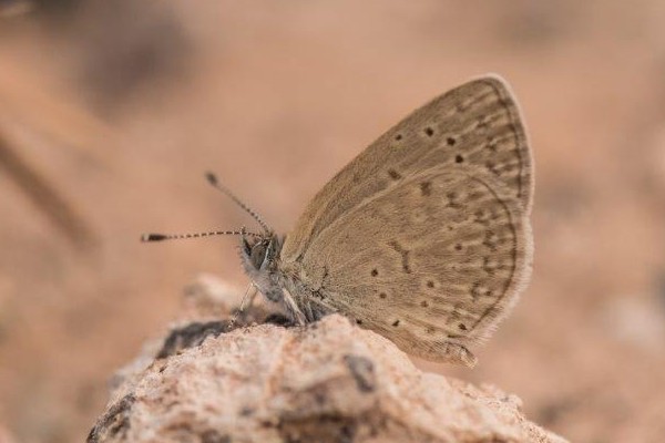 Afrikanischer Wiesenbläuling