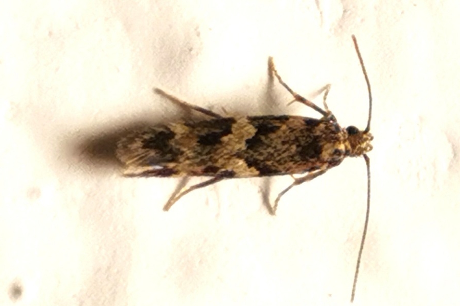 Apatema fasciata