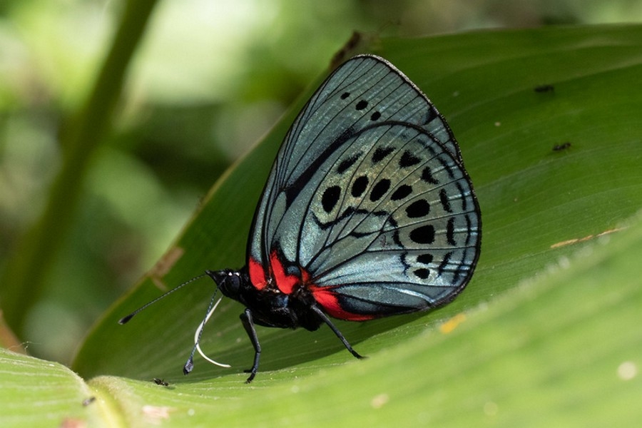 Asterope leprieuri