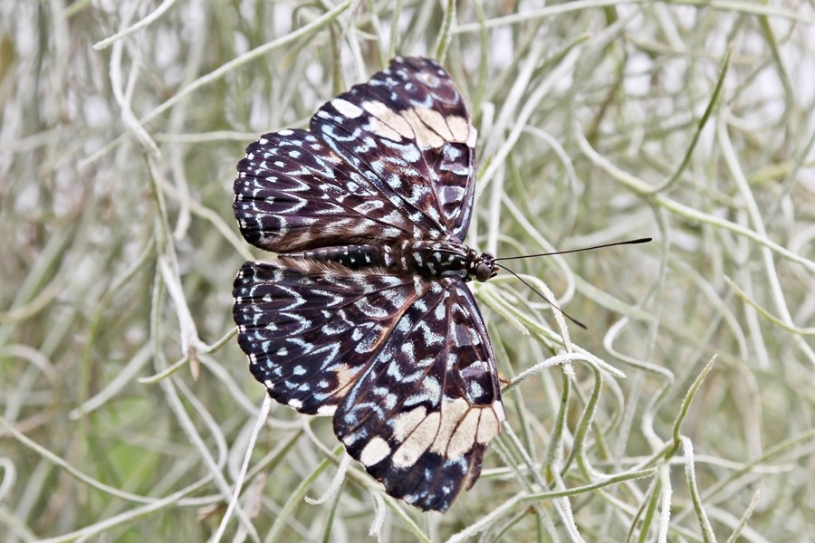 Blauer Mosaikfalter