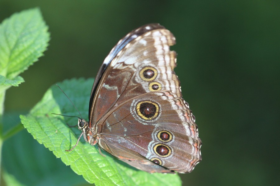 Blauer Morphofalter