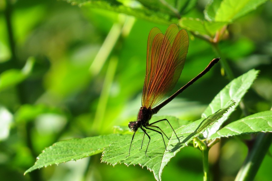 Bronzene Prachtlibelle