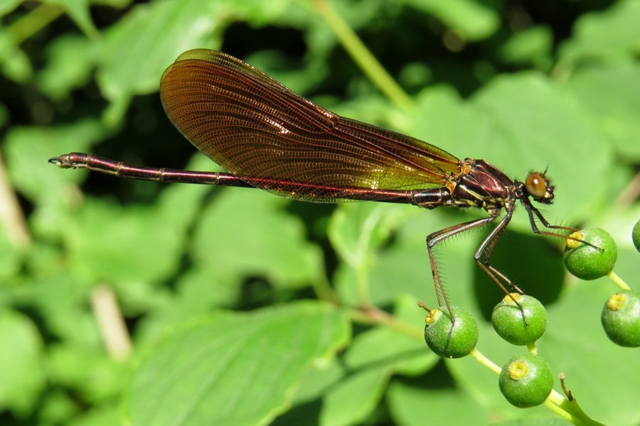 Bronzene Prachtlibelle