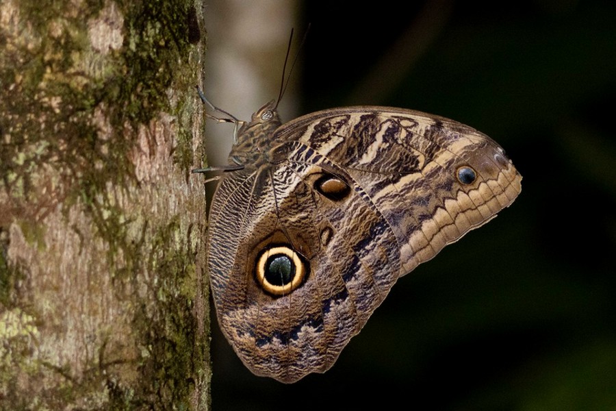 Caligo illioneus