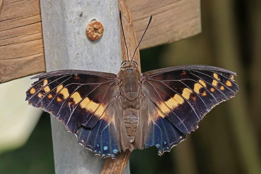 Charaxes castor