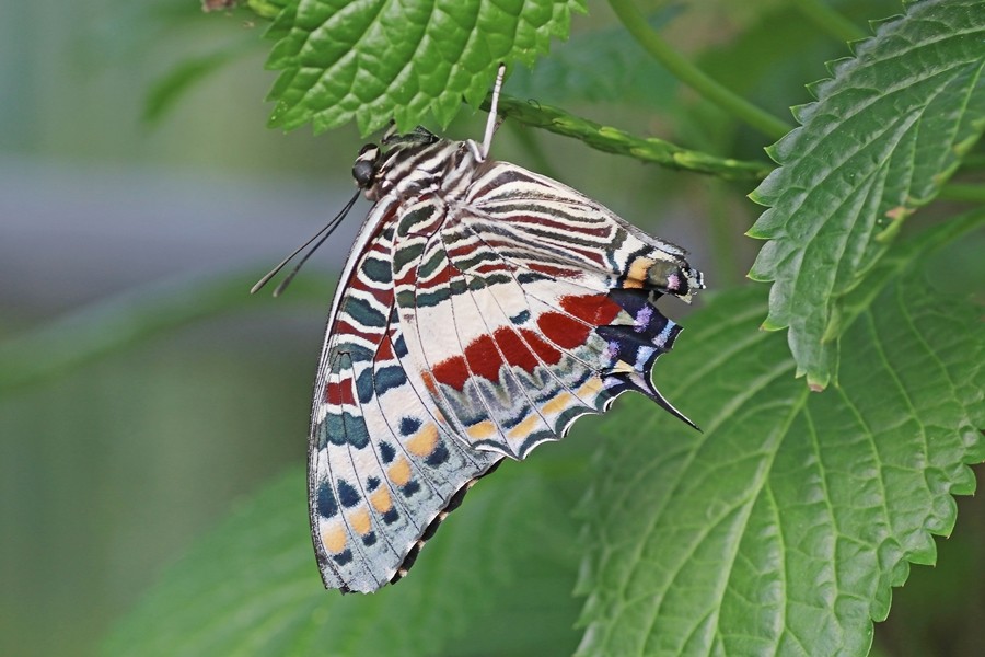 Charaxes castor