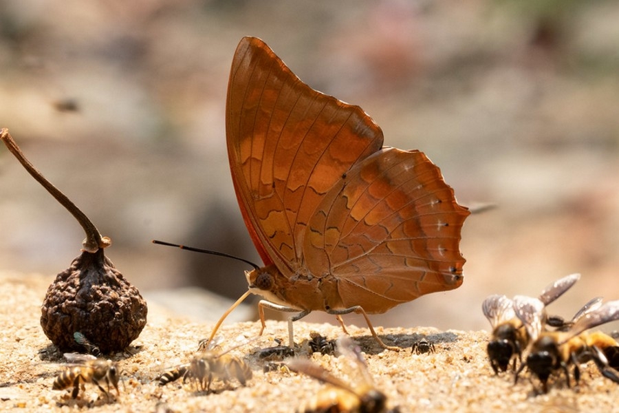 Charaxes bernardus