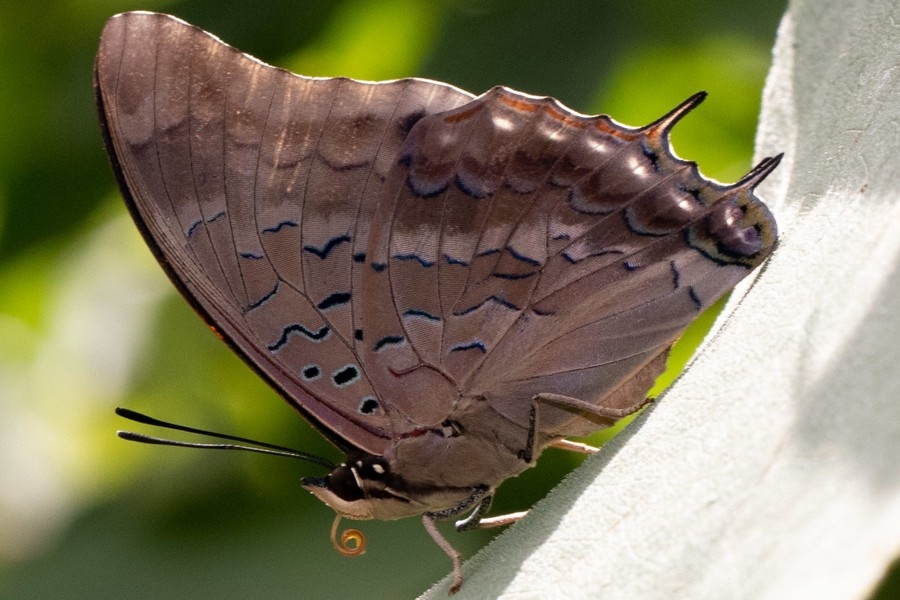 Charaxes protoclea