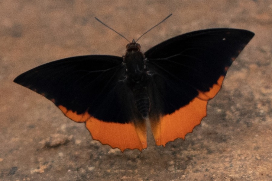 Charaxes protoclea