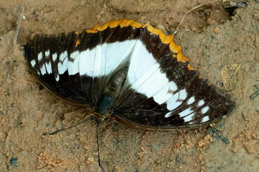 Charaxes protoclea