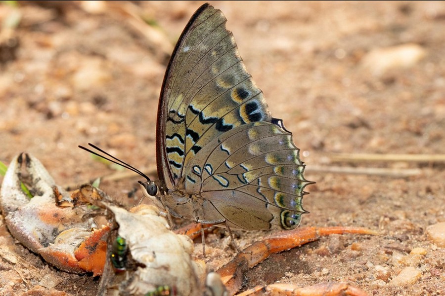 Charaxes tiridates