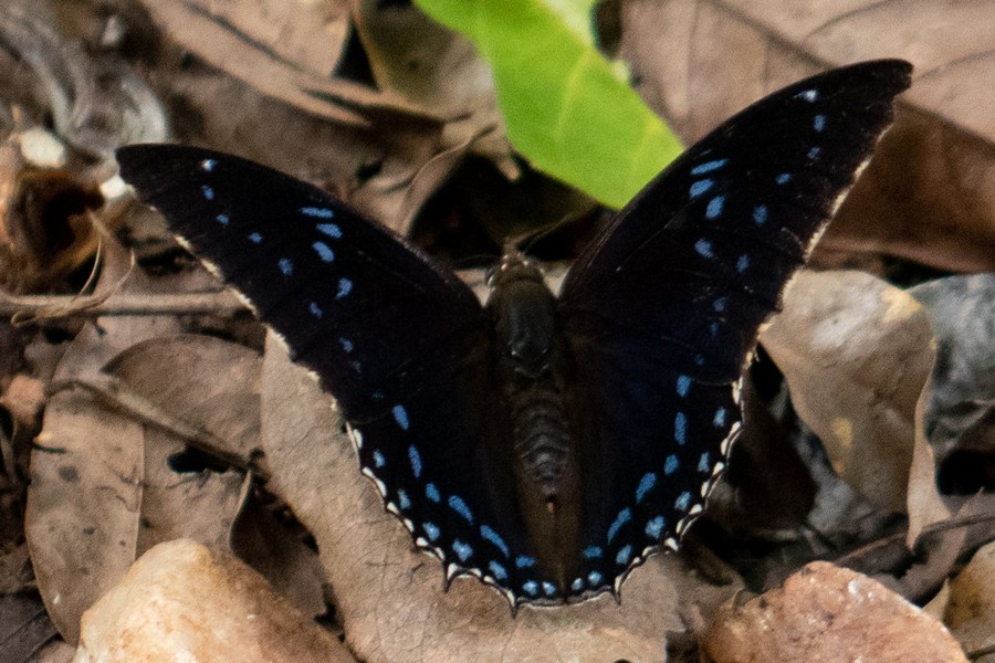 Charaxes tiridates