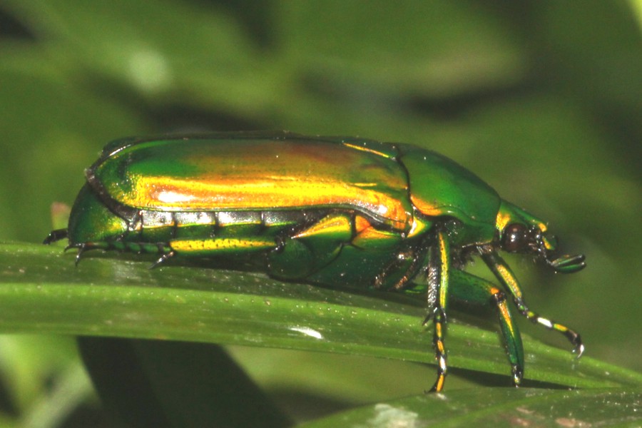 Chlorocala africana