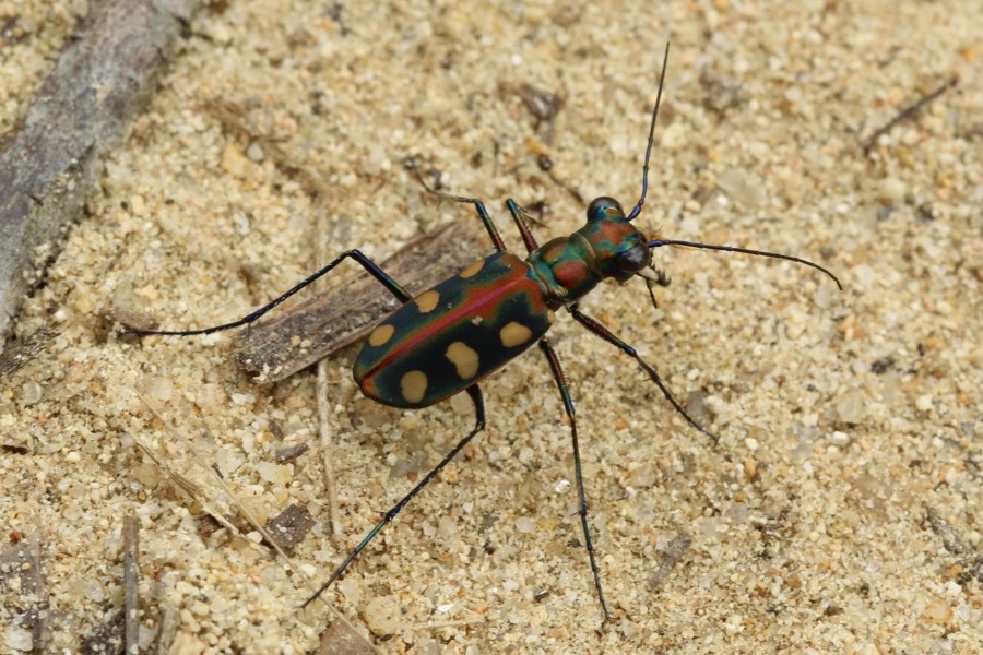 Cosmodela aurulenta