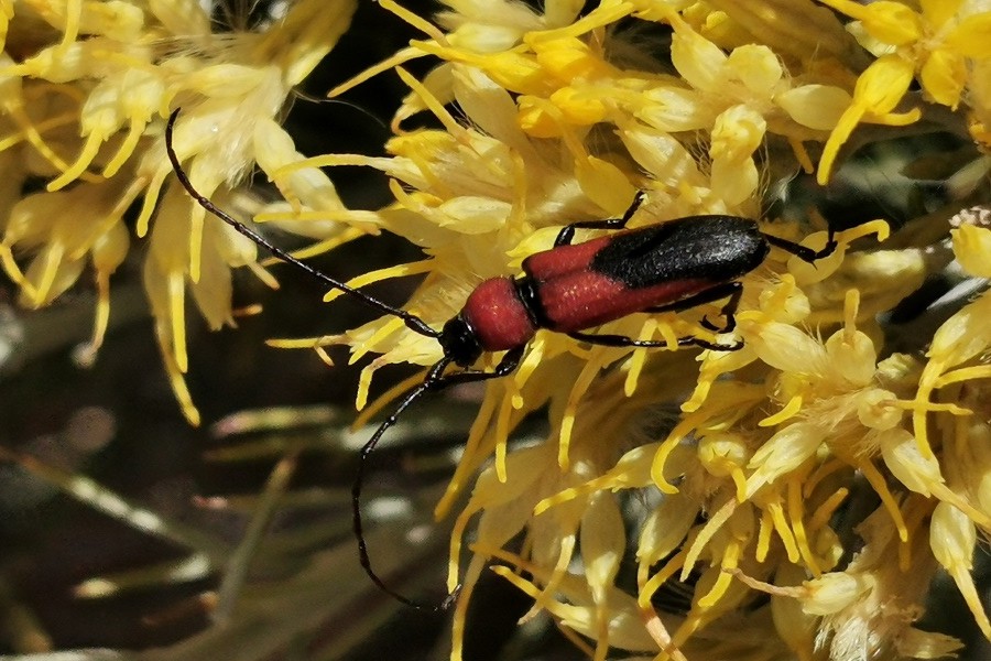 Crossidus coralinus