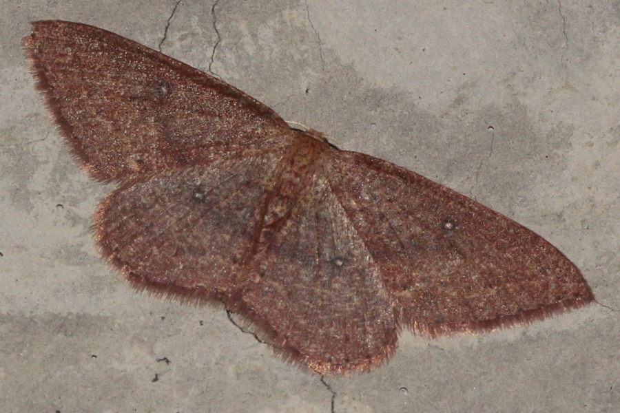 Cyclophora maderensis