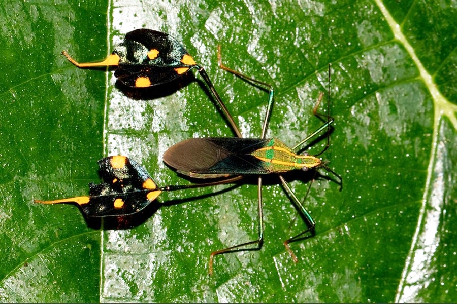 Diactor bilineatus