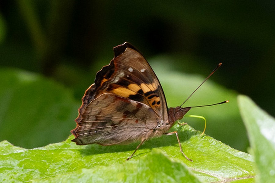 Doxocopa elis