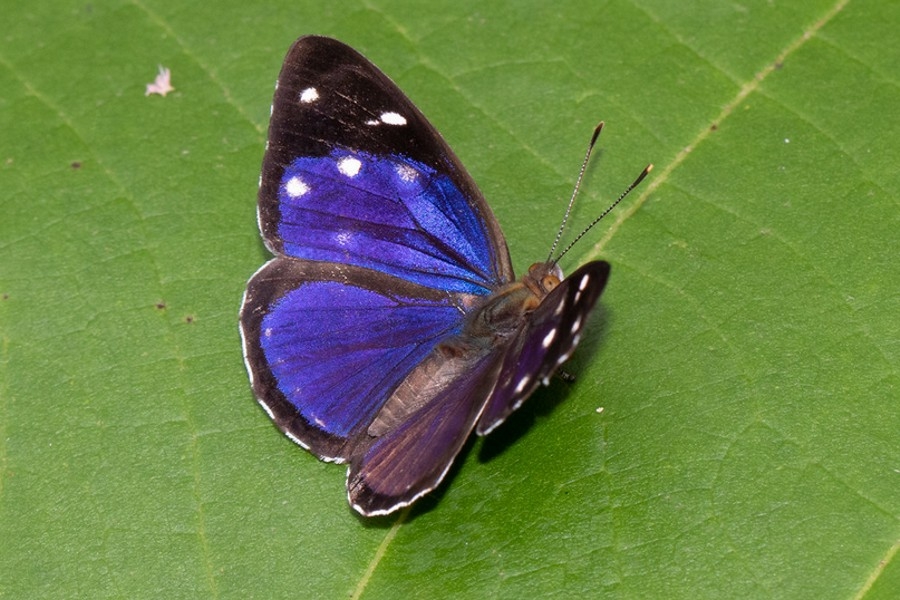 Dynamina gisella