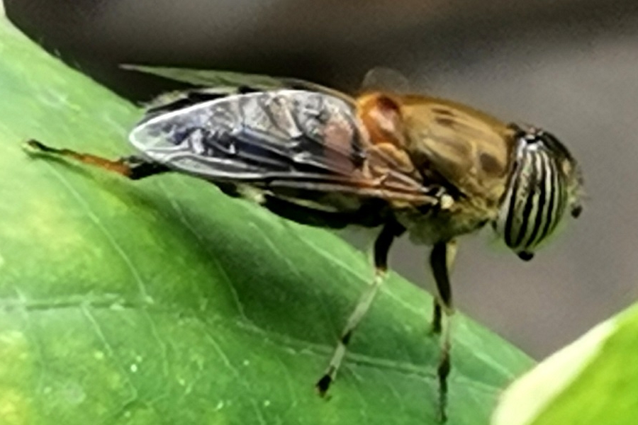 Eristalinus taeniops