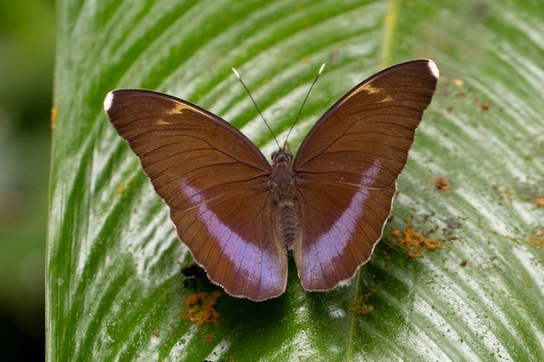 Euphaedra harpalyce