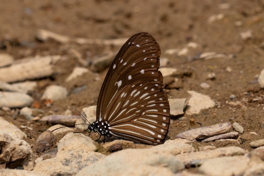 Euploea mulciber