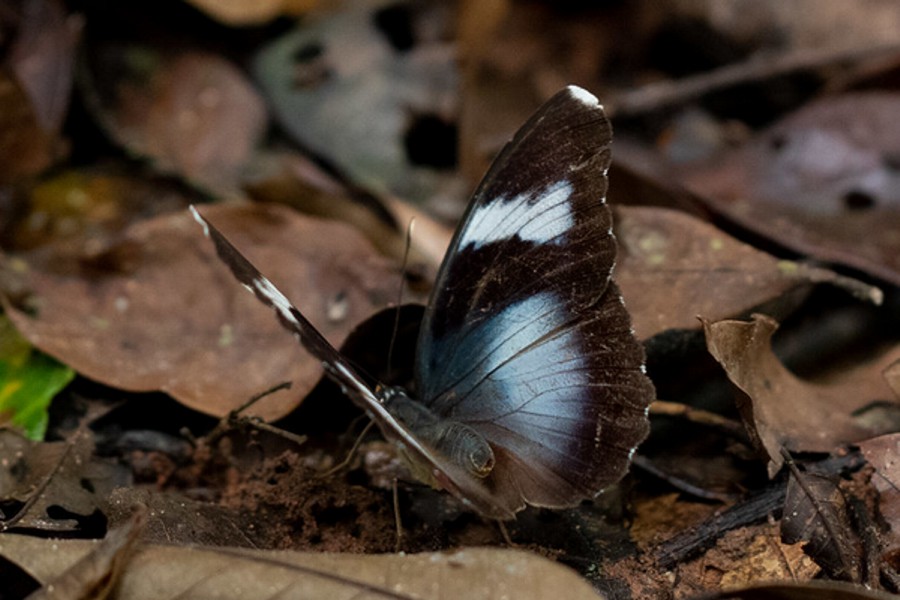 Euphaedra diffusa