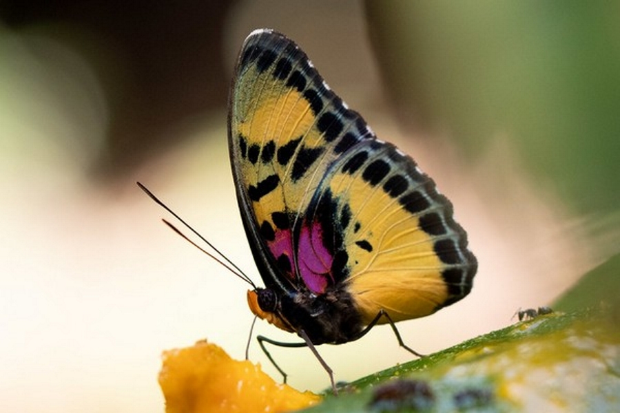 Euphaedra janetta