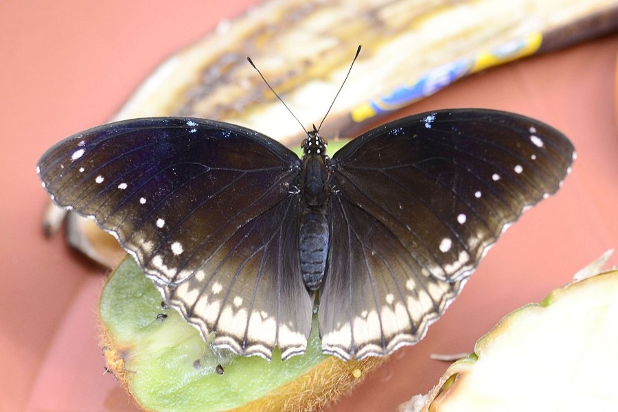 Gewöhnliche Eierfliege