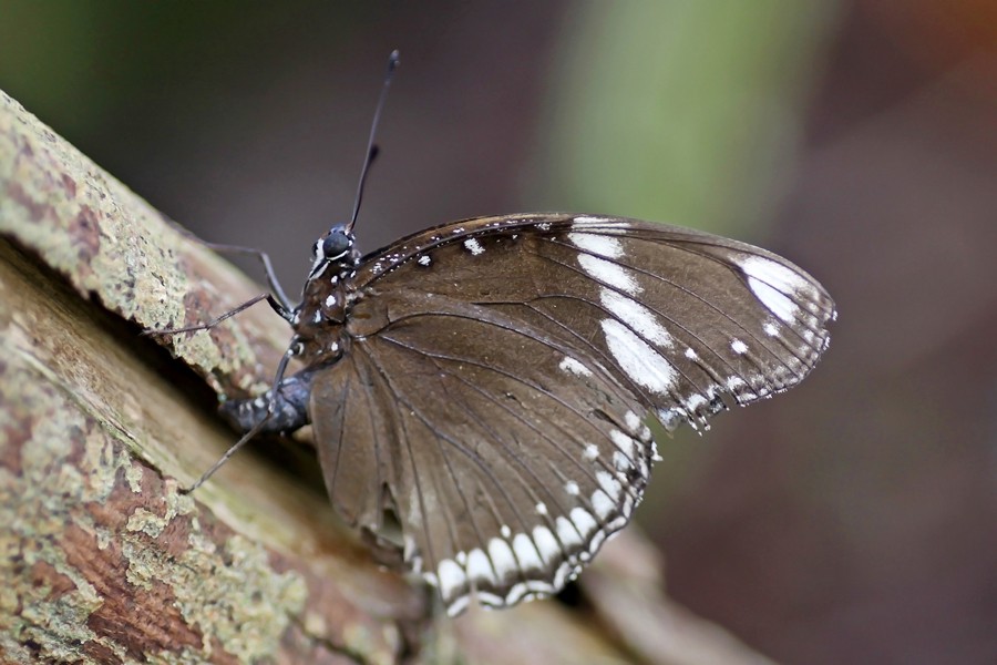 Gewöhnliche Eierfliege