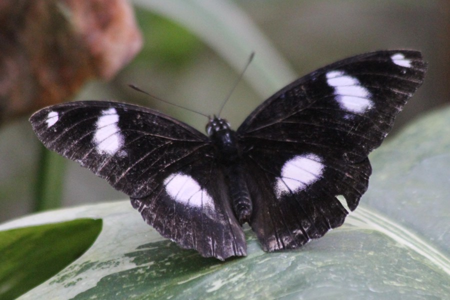 Gewöhnliche Eierfliege