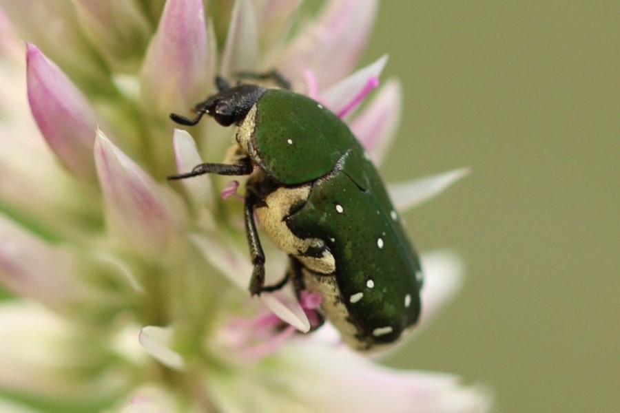 Glycyphana nicobarica