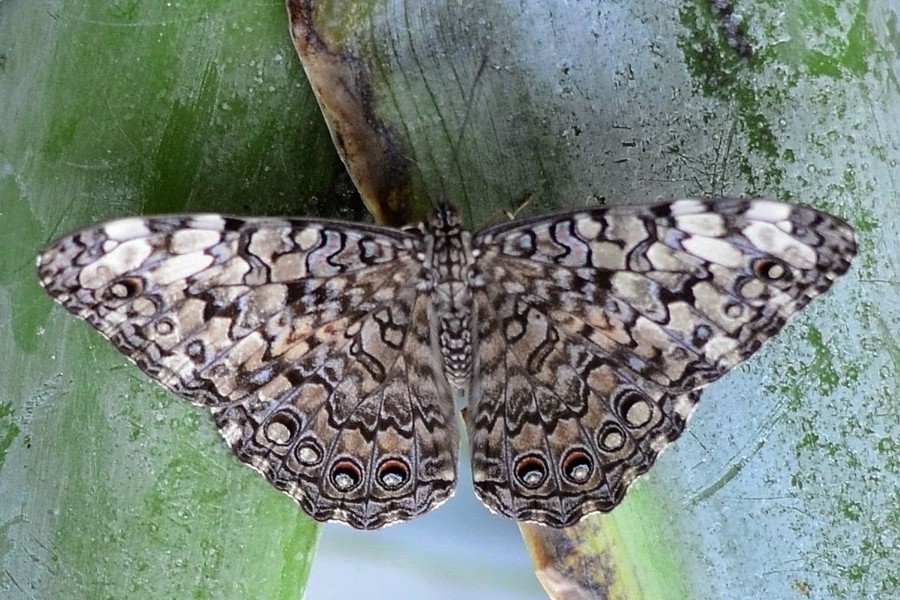 Grauer Mosaikfalter