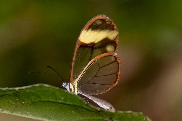 Greta libethris