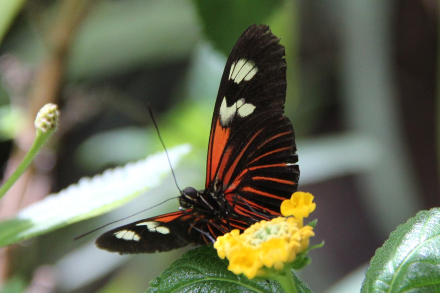 Heliconius demeter