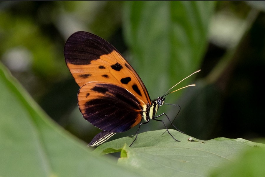 Heliconius numata