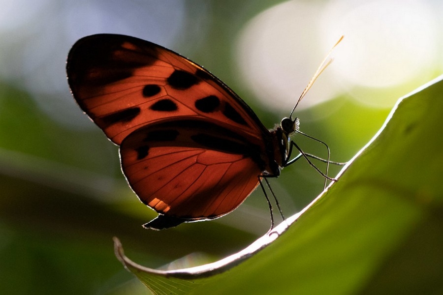 Heliconius pardalinus