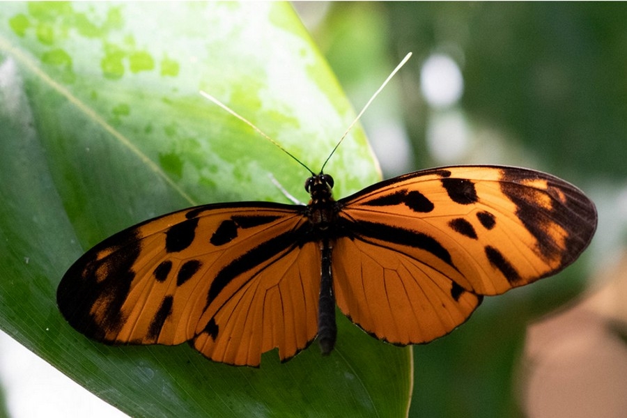 Heliconius pardalinus