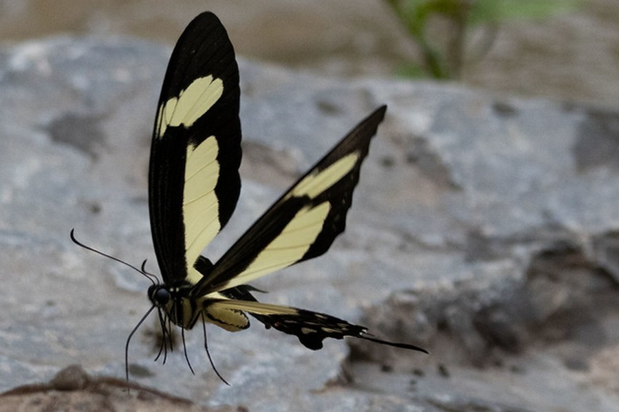 Heraclides torquatos