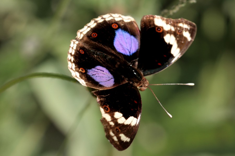 Junonia oenone