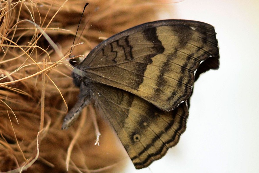 Junonia iphita