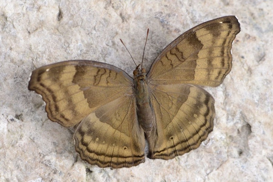 Junonia iphita