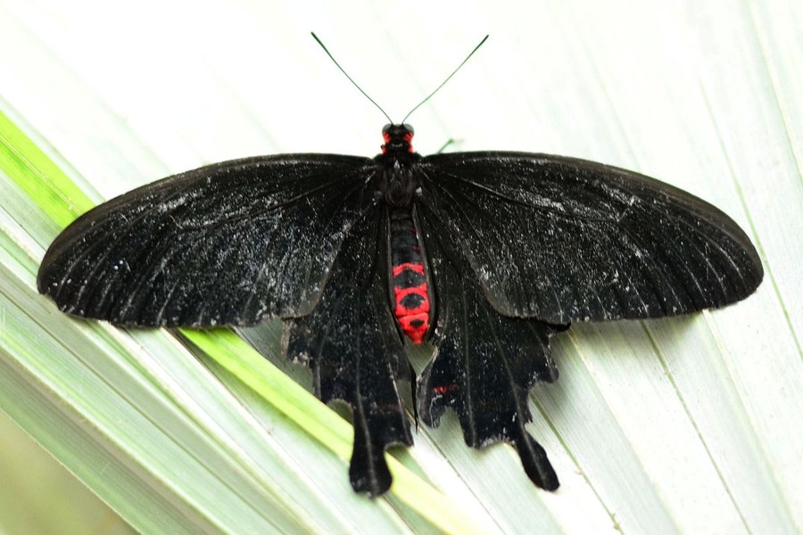 Kleine Fledermaus