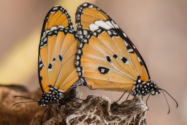 Kleiner Monarch