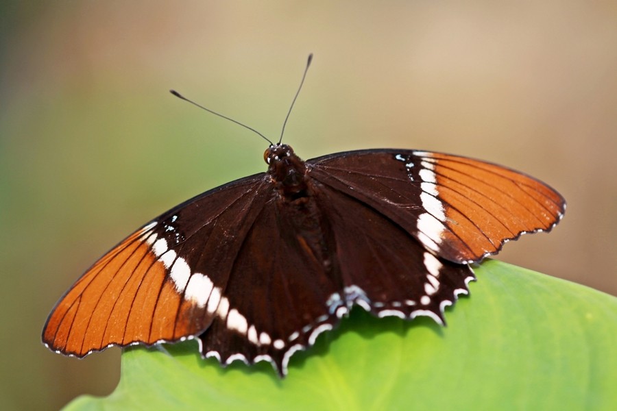 Schokoladenfalter